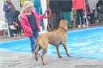 Honden zwemmen (16)